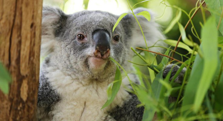 koala