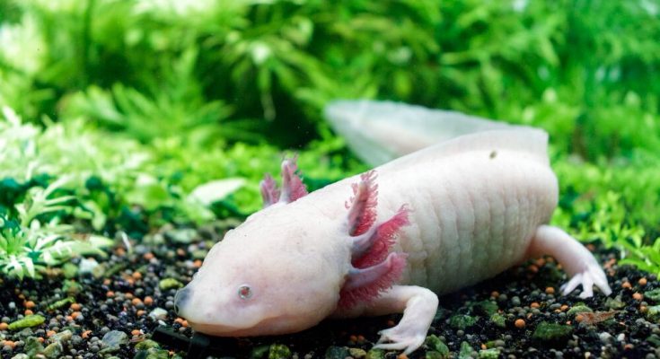 axolotl